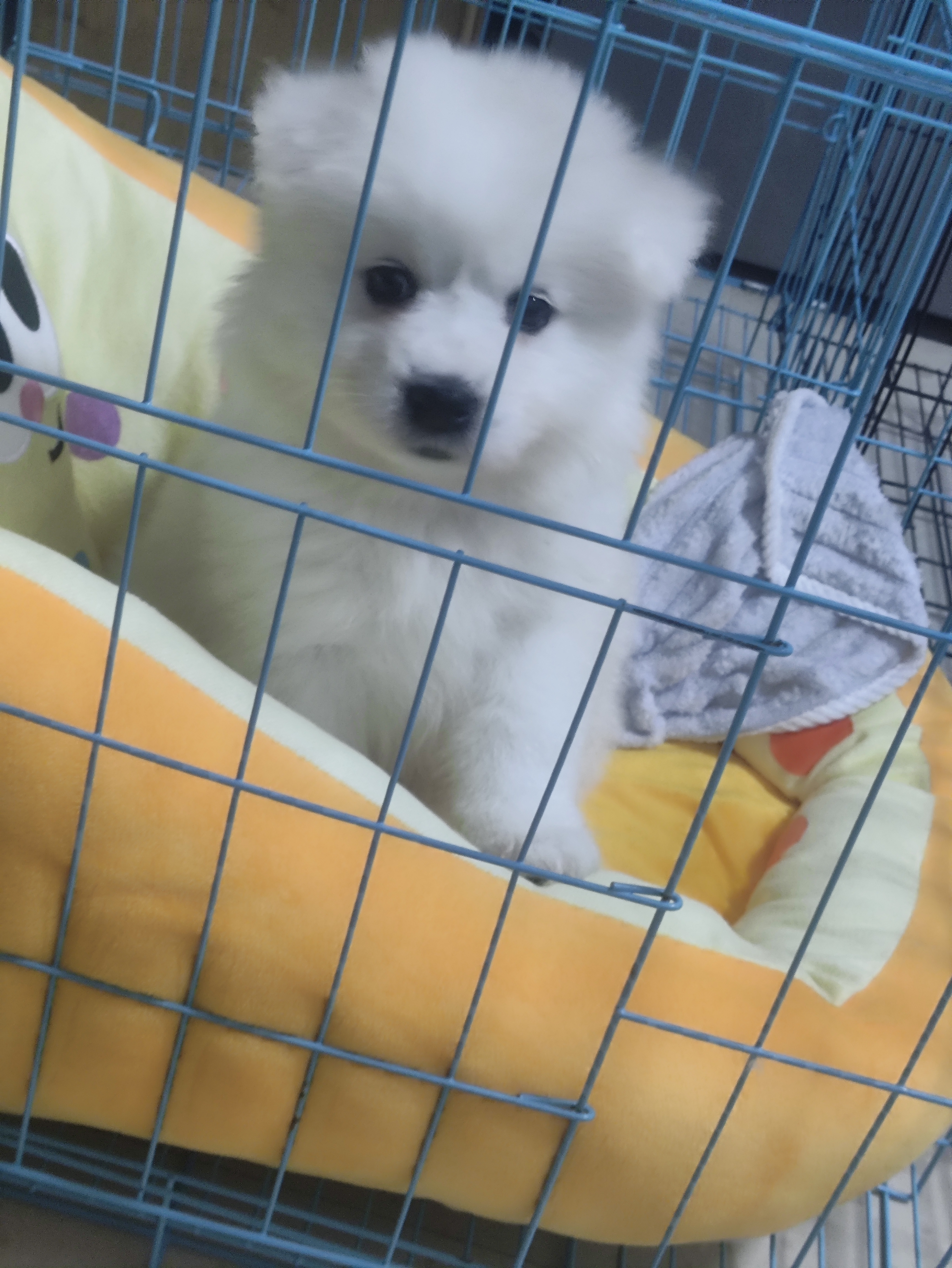 萨摩耶犬